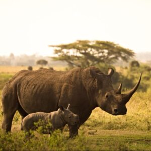 Wilde dieren Kenia
