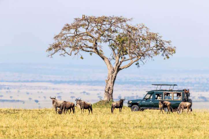 Kenia safari